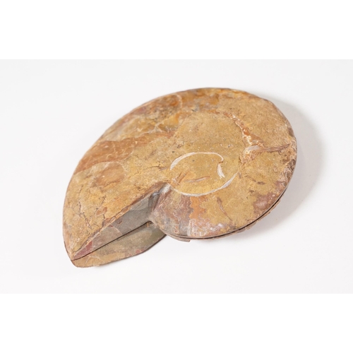 168 - A collection of Cleoniceras ammonite specimens, Cretaceous period, approximately 120 million years o... 