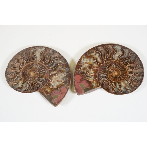 168 - A collection of Cleoniceras ammonite specimens, Cretaceous period, approximately 120 million years o... 