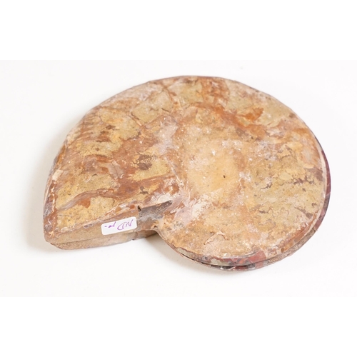 168 - A collection of Cleoniceras ammonite specimens, Cretaceous period, approximately 120 million years o... 