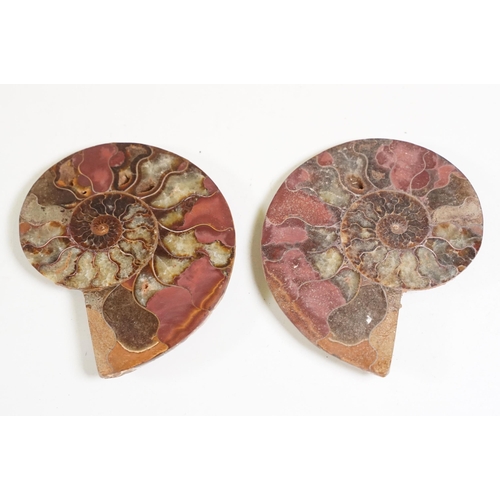 168 - A collection of Cleoniceras ammonite specimens, Cretaceous period, approximately 120 million years o... 