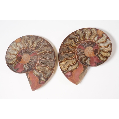 168 - A collection of Cleoniceras ammonite specimens, Cretaceous period, approximately 120 million years o... 