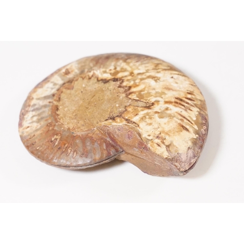 168 - A collection of Cleoniceras ammonite specimens, Cretaceous period, approximately 120 million years o... 