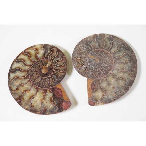 168 - A collection of Cleoniceras ammonite specimens, Cretaceous period, approximately 120 million years o... 