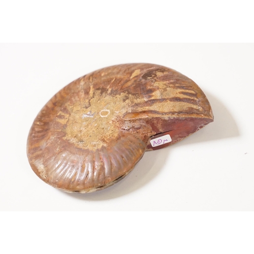 168 - A collection of Cleoniceras ammonite specimens, Cretaceous period, approximately 120 million years o... 