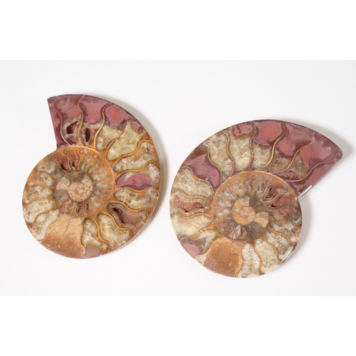 168 - A collection of Cleoniceras ammonite specimens, Cretaceous period, approximately 120 million years o... 