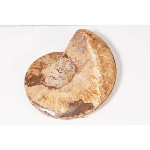 168 - A collection of Cleoniceras ammonite specimens, Cretaceous period, approximately 120 million years o... 