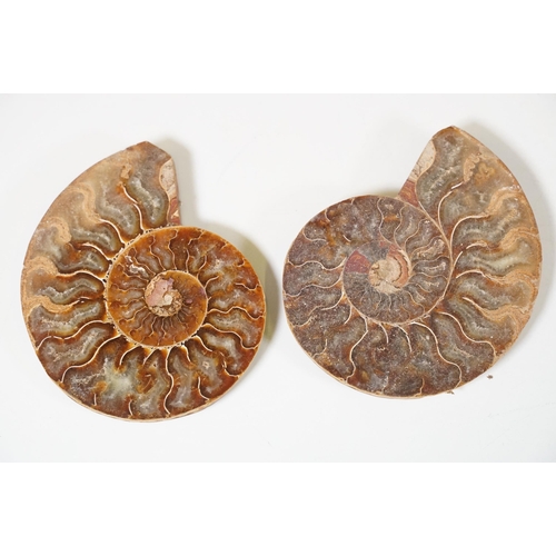 168 - A collection of Cleoniceras ammonite specimens, Cretaceous period, approximately 120 million years o... 