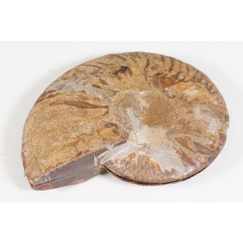 168 - A collection of Cleoniceras ammonite specimens, Cretaceous period, approximately 120 million years o... 