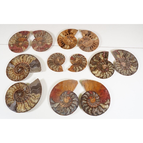 169 - A collection of Cleoniceras ammonite specimens, Cretaceous period, approximately 120 million years o... 