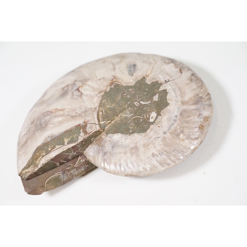 169 - A collection of Cleoniceras ammonite specimens, Cretaceous period, approximately 120 million years o... 