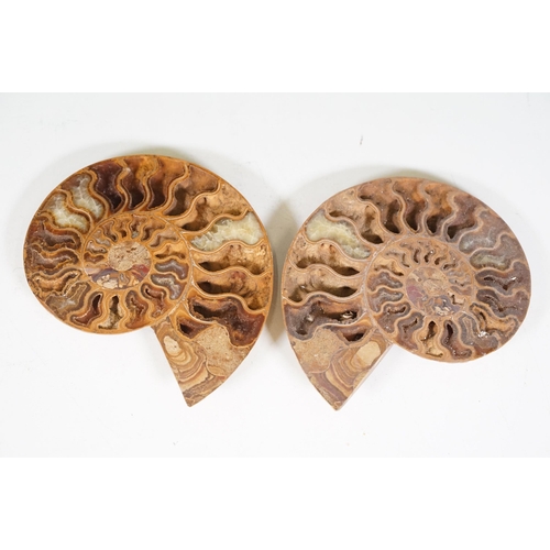 169 - A collection of Cleoniceras ammonite specimens, Cretaceous period, approximately 120 million years o... 