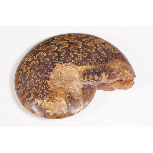 169 - A collection of Cleoniceras ammonite specimens, Cretaceous period, approximately 120 million years o... 