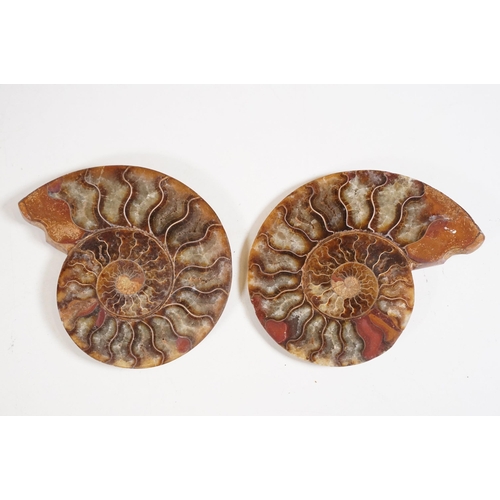 169 - A collection of Cleoniceras ammonite specimens, Cretaceous period, approximately 120 million years o... 