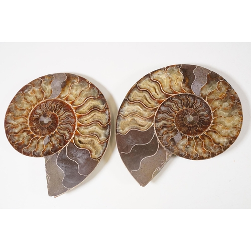 169 - A collection of Cleoniceras ammonite specimens, Cretaceous period, approximately 120 million years o... 