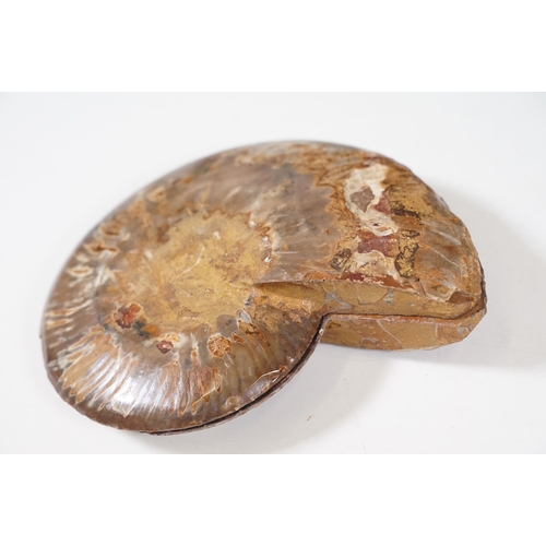169 - A collection of Cleoniceras ammonite specimens, Cretaceous period, approximately 120 million years o... 