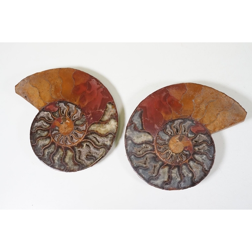 169 - A collection of Cleoniceras ammonite specimens, Cretaceous period, approximately 120 million years o... 