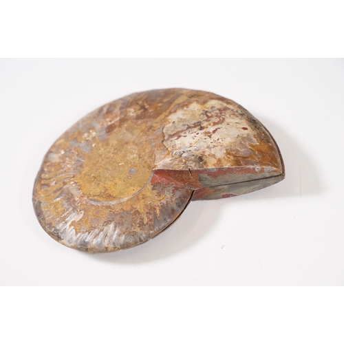 169 - A collection of Cleoniceras ammonite specimens, Cretaceous period, approximately 120 million years o... 