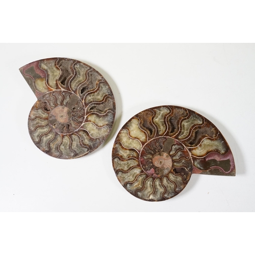 169 - A collection of Cleoniceras ammonite specimens, Cretaceous period, approximately 120 million years o... 