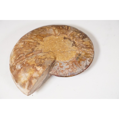 169 - A collection of Cleoniceras ammonite specimens, Cretaceous period, approximately 120 million years o... 