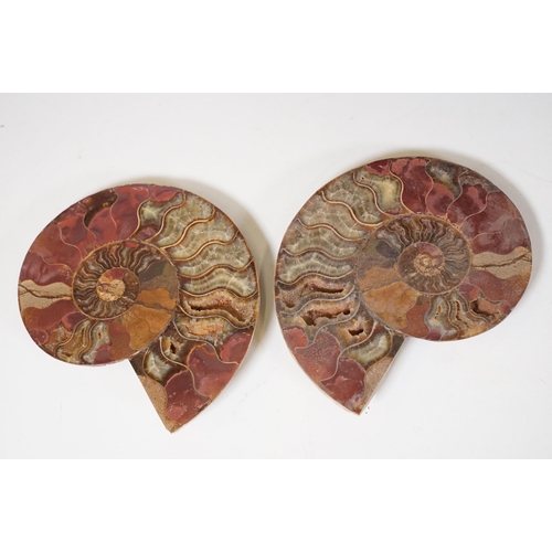 169 - A collection of Cleoniceras ammonite specimens, Cretaceous period, approximately 120 million years o... 