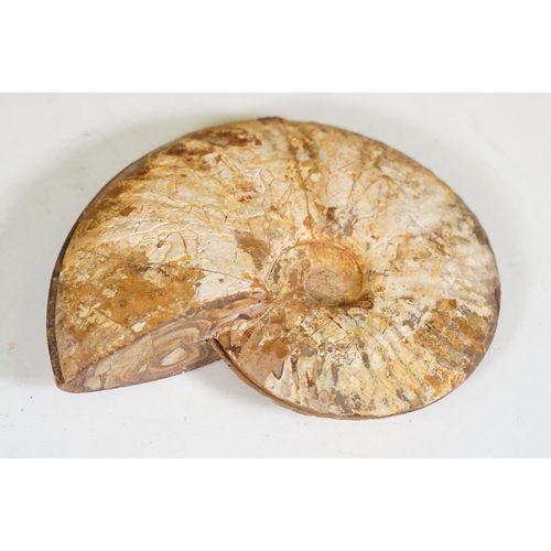 169 - A collection of Cleoniceras ammonite specimens, Cretaceous period, approximately 120 million years o... 