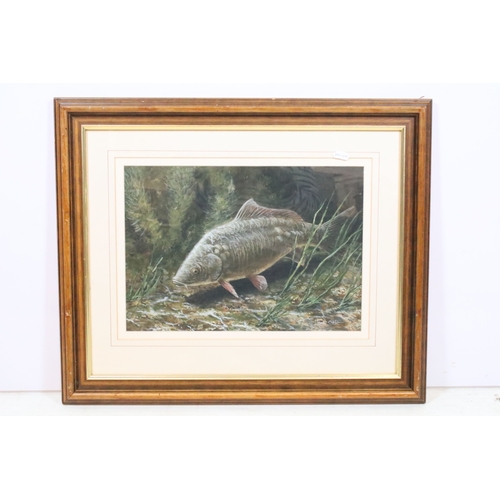 493 - Mark Chester (British, b.1960), study of a fish - possibly a chub, watercolour, signed lower right, ... 