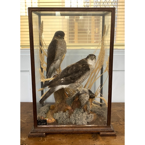149 - LOT WITHDRAWN
Taxidermy: a Sparrowhawk and a Goshawk, with prey and naturalistic habitat, displayed ... 