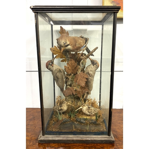 154 - Taxidermy: a group of British domestic birds, a Jay, two Woodpeckers and two Snipe, dispayed with na... 