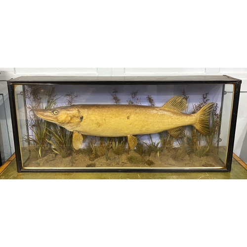155 - Taxidermy: a Pike in natural habitat, displayed in a glass front wooden case, early / mid 20th centu... 