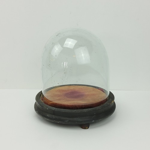 172 - A small Victorian taxidermy bell jar 18cm high