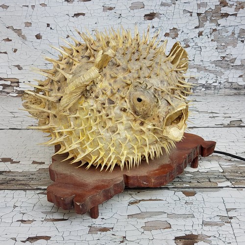 80 - Interior Design - Curiosities - a taxidermy puffer fish lamp, mounted on a naturalistic plinth base,... 