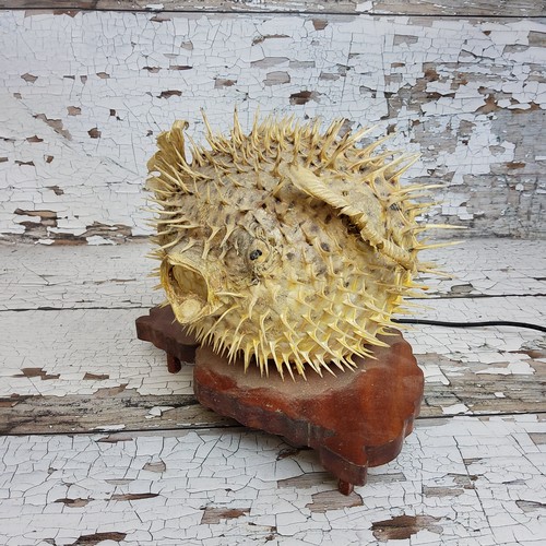 80 - Interior Design - Curiosities - a taxidermy puffer fish lamp, mounted on a naturalistic plinth base,... 