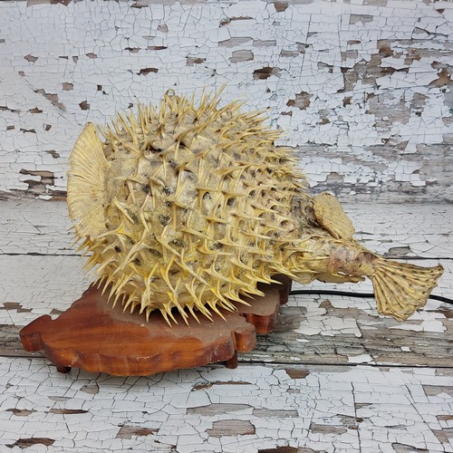 80 - Interior Design - Curiosities - a taxidermy puffer fish lamp, mounted on a naturalistic plinth base,... 