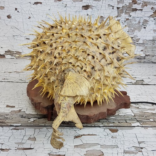 80 - Interior Design - Curiosities - a taxidermy puffer fish lamp, mounted on a naturalistic plinth base,... 