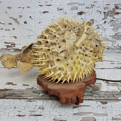 80 - Interior Design - Curiosities - a taxidermy puffer fish lamp, mounted on a naturalistic plinth base,... 