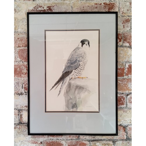 398 - Jack RogersPeregrine Falcon watercolour,signed and framed 60cm x 44cm... 