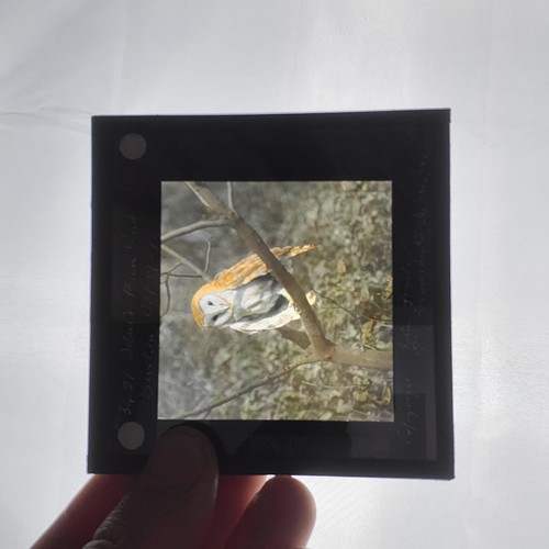 45 - Magic Lantern slides including 23 wild bird slides some colour c.1922 J. Armitage Flatter, boxed; ot... 