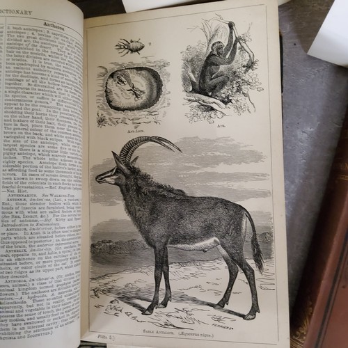 20 - Books - Natural History - Beeton's Dictionary of Natural History; A Field Guide to the Birds of Brit... 