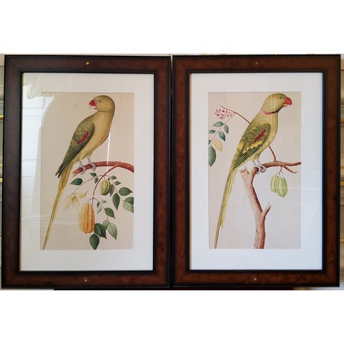 4 - Interior Design - A pair of ornithological prints of Parakeets, framed 47 x 28cms