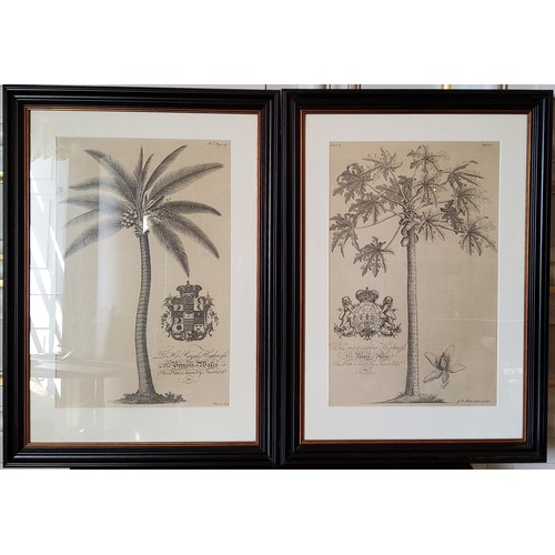 11 - After Georg Dionysius Ehret a pair of botanical prints of plates taken from the Natural History... 