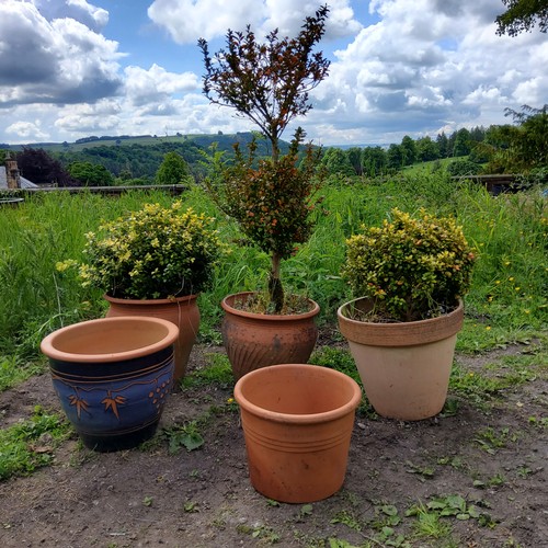 55 - Five terracotta planters, various styles