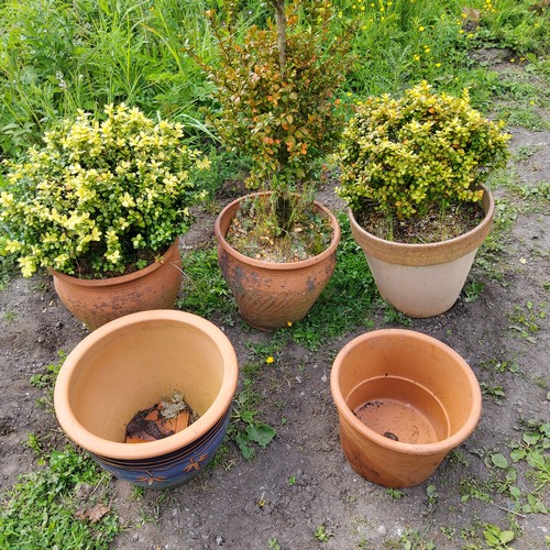 55 - Five terracotta planters, various styles