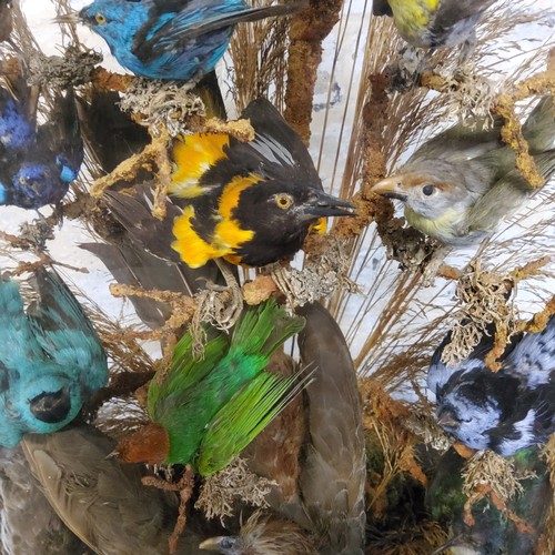 146 - Taxidermy - An impressive Victorian exotic bird display of eighteen brightly coloured species, under... 