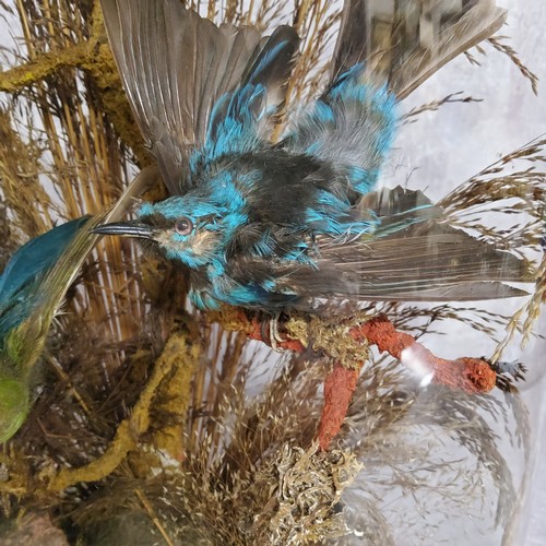 147 - Taxidermy - A Victorian taxidermy display of exotic birds amongst foliage c.1900