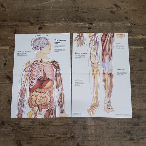 45 - Anatomy Wall Chart - A lifesize chart titled ' The human body catalogue No.T40 of Pictorial charts e... 