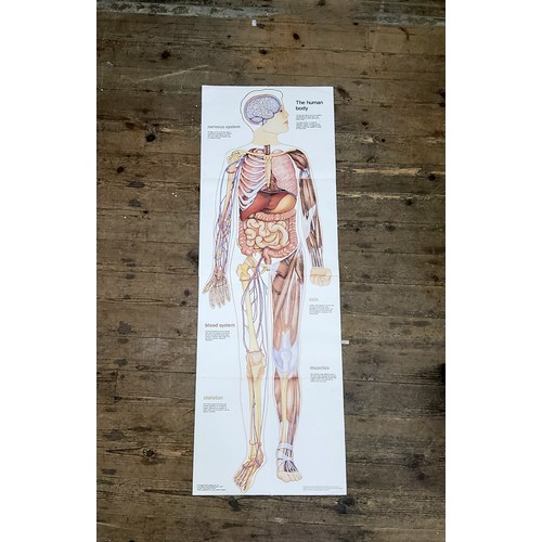 45 - Anatomy Wall Chart - A lifesize chart titled ' The human body catalogue No.T40 of Pictorial charts e... 