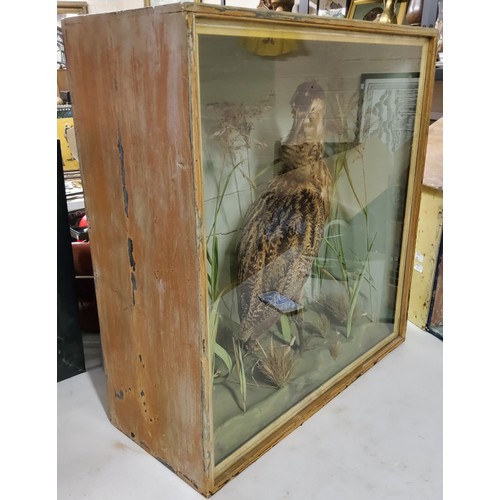 47 - Taxidermy - A Victorian cased Bittern amongst naturalitic river bank display circa 1900,64cm high x ... 