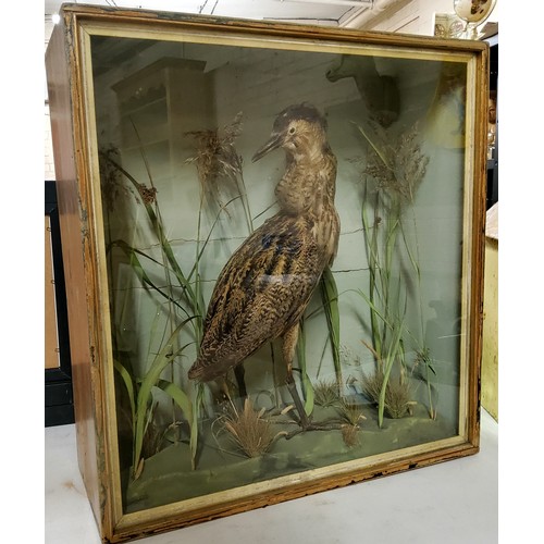 47 - Taxidermy - A Victorian cased Bittern amongst naturalitic river bank display circa 1900,64cm high x ... 