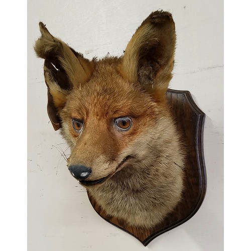 48 - Taxidermy - an early 20th century dog fox trophy mount on oak shield