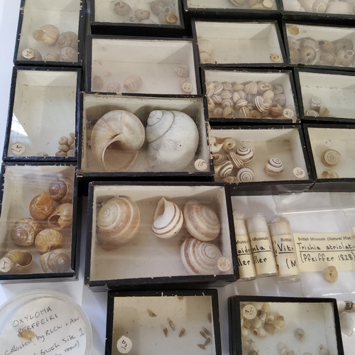 69 - Natural History - Victorian and later ex British Musuem land snail collection in ebonised specimen b... 